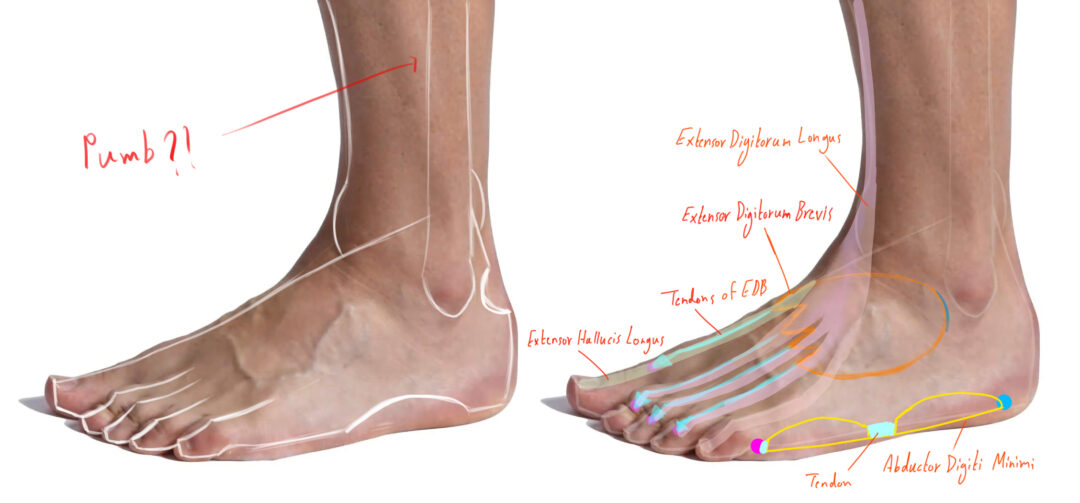 Muscles of the Foot_Study