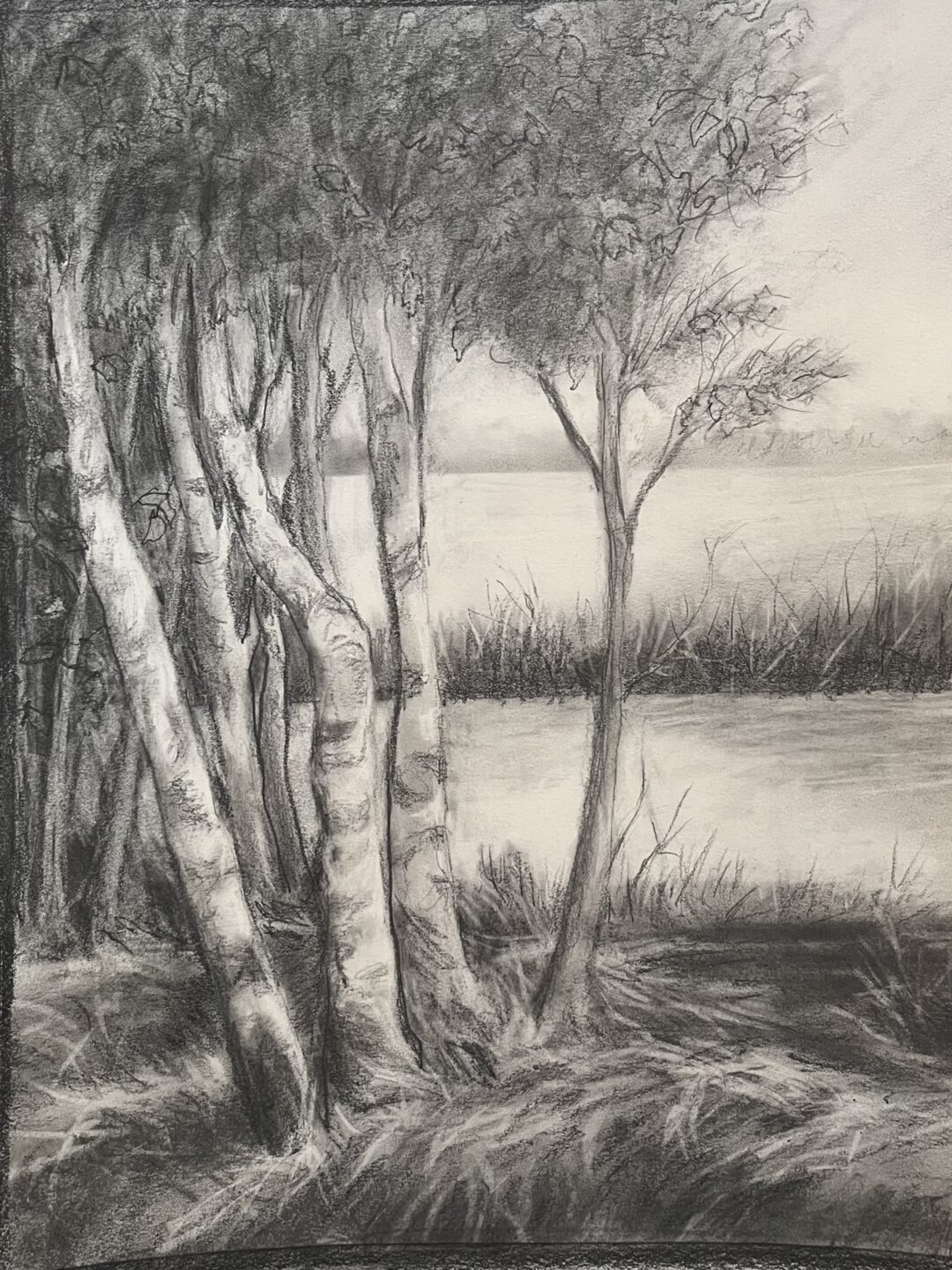 Birch trees Carole