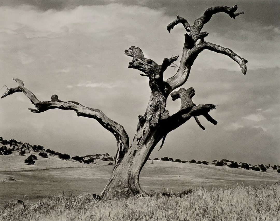 Dead tree Adams 2