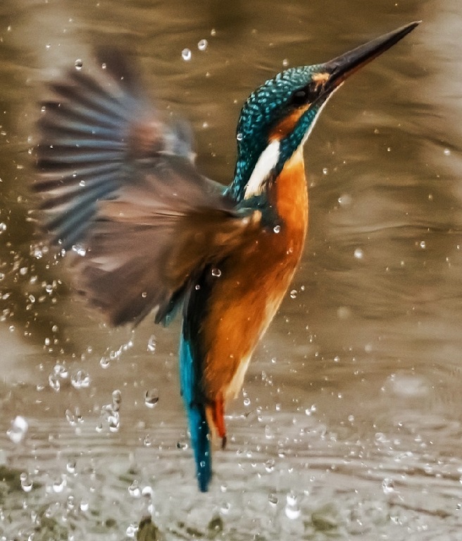 u773-kingfisher-reference-cropped