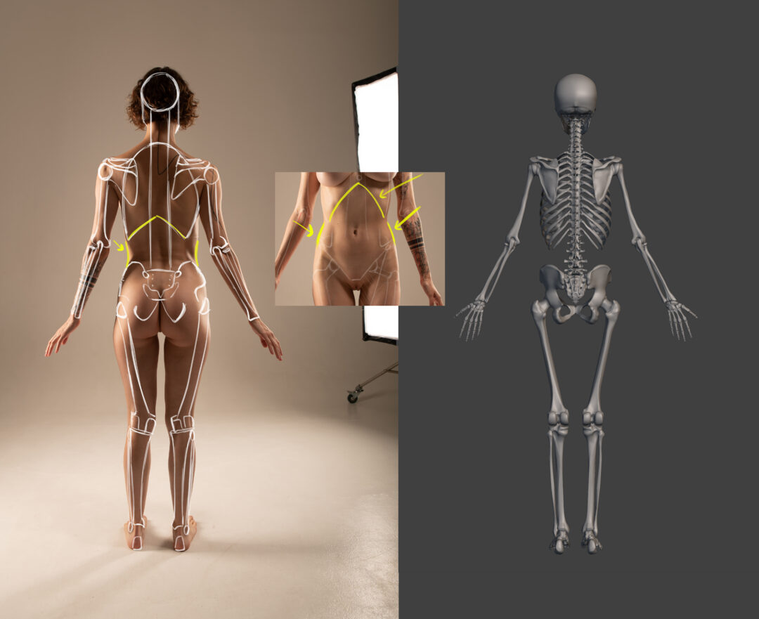 Female_Posterior-View_Skeleton-Study