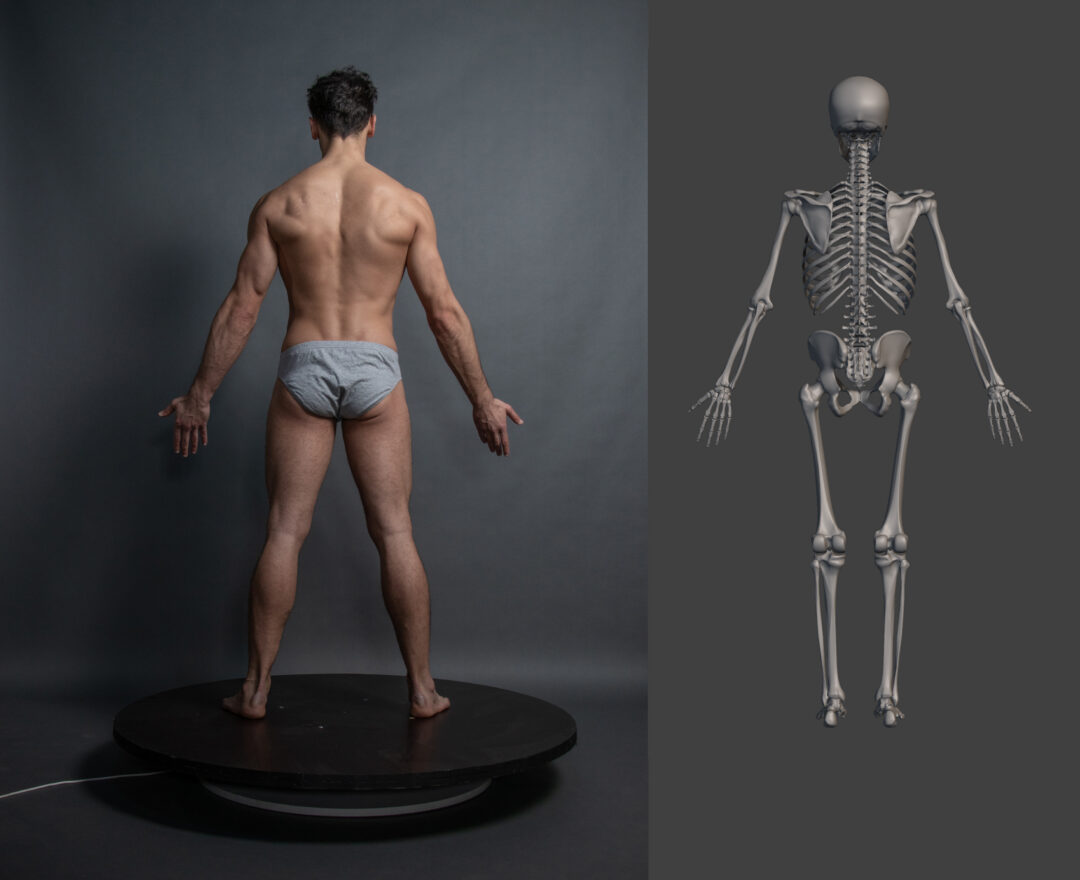 Male_Posterior-View_Reference